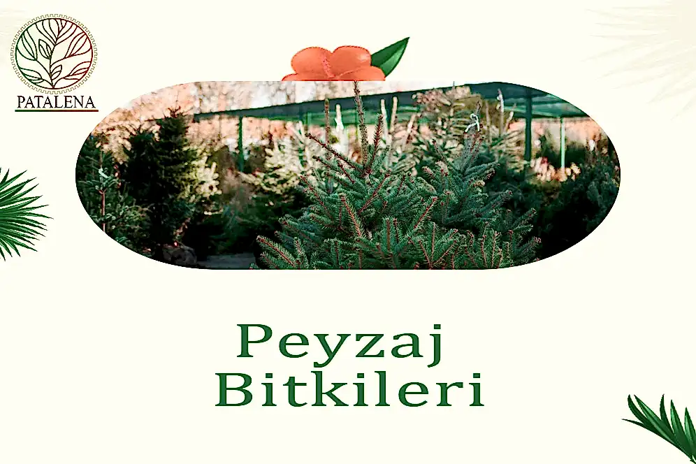 Peyzaj Bitkileri